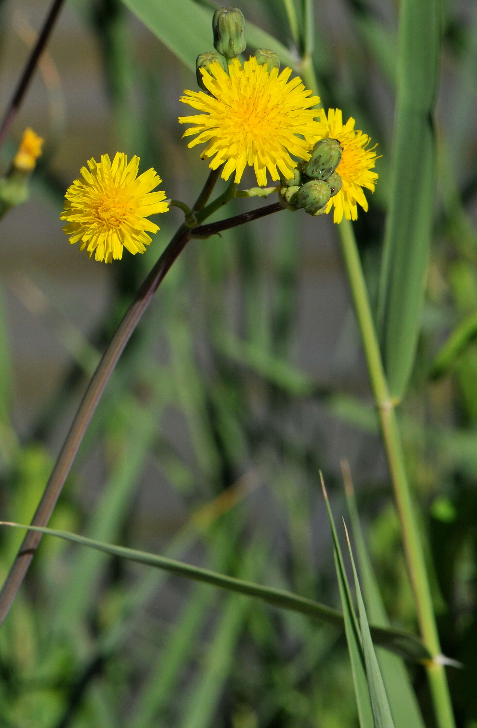 Image of Sonchus maritimus subsp. aquatilis (Pourr.) Nym.