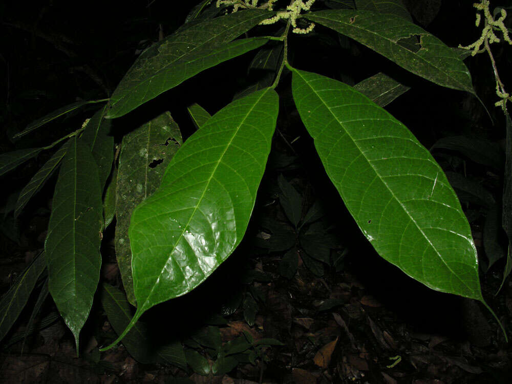 Image of Pubescent Sorocea (tree)