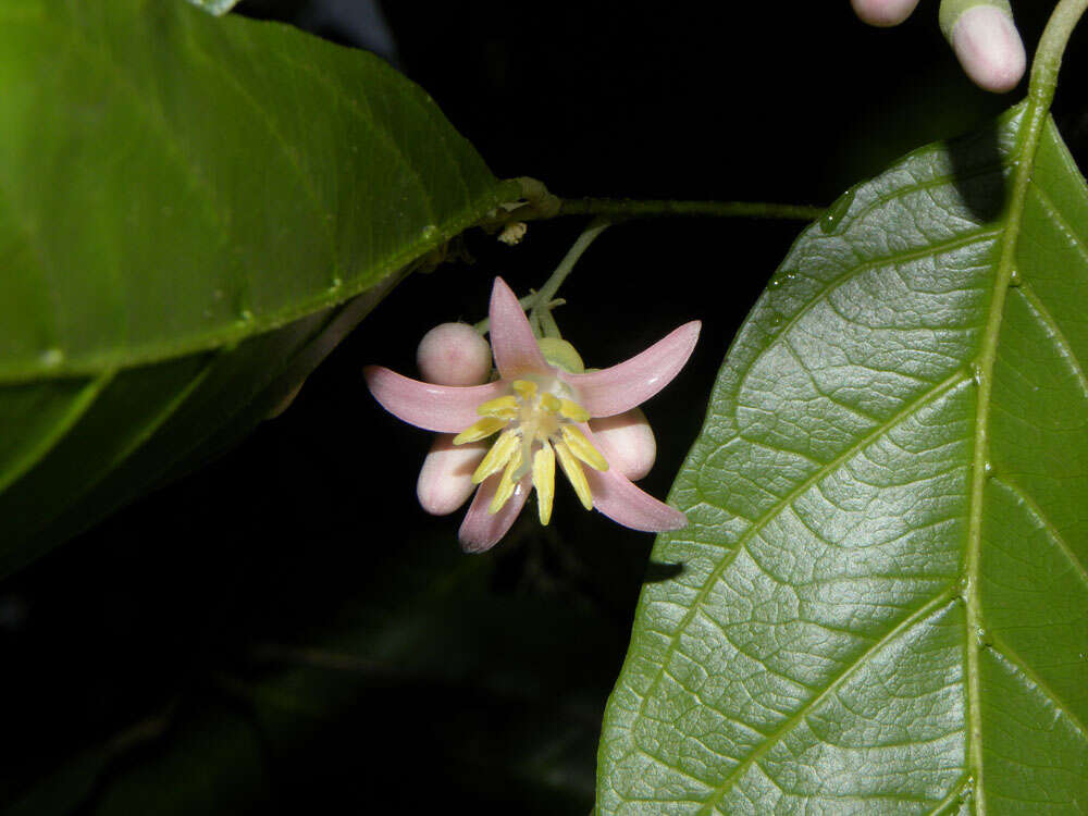 Image of Styrax glabratus Schott