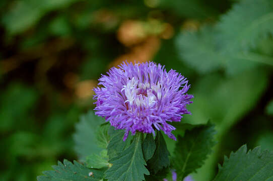 Image de Centratherum punctatum Cass.