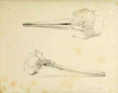 Image of Steno Gray 1846