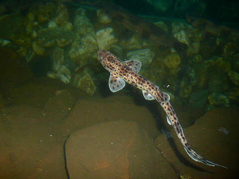 Image of Spotted cat sharks