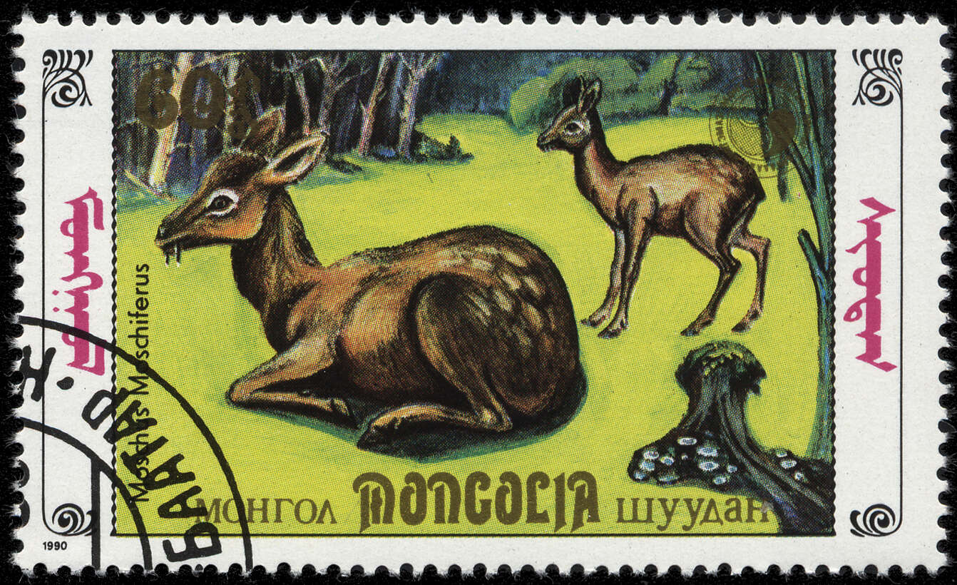 Image of musk-deer
