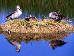 Image of Red-billed Teal