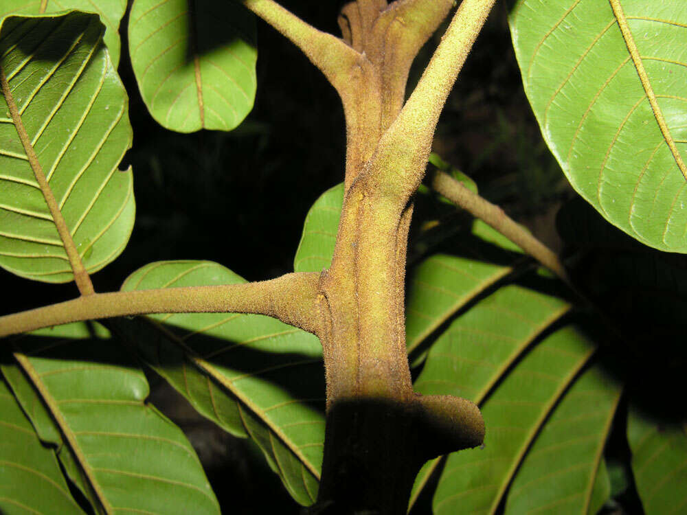 Plancia ëd Ormosia coccinea (Aubl.) Jacks.