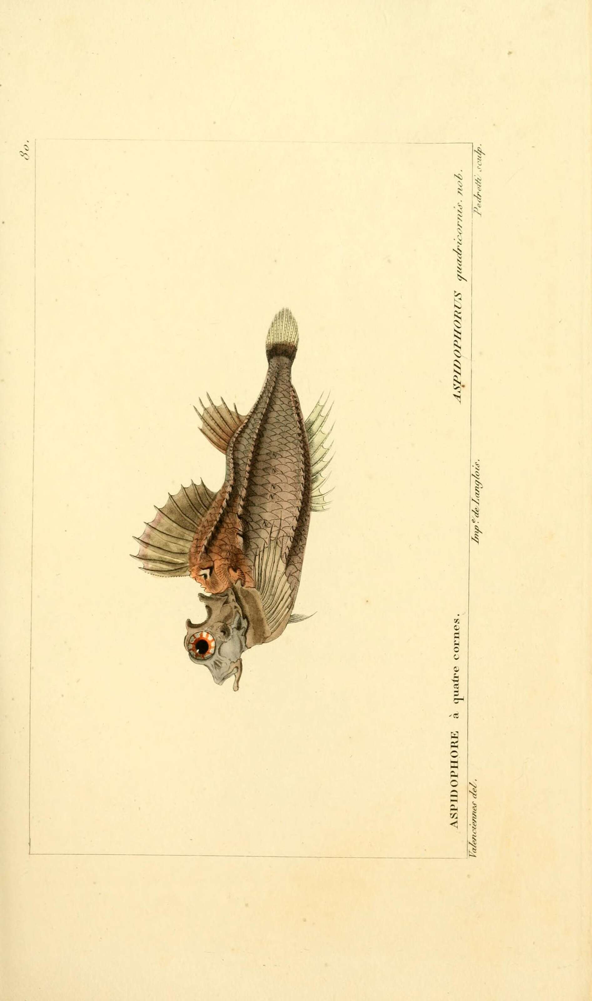 Image of Hypsagonus