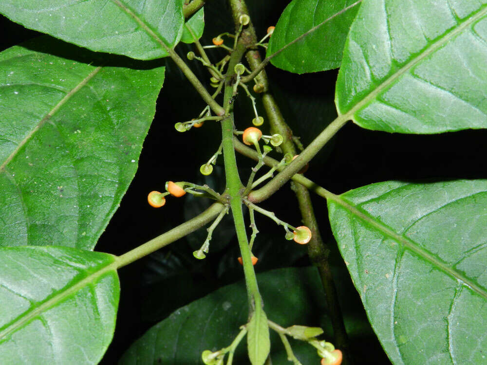 Image of Siparunaceae