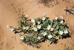 Imagem de Oenothera deltoides Torr. & Frem.