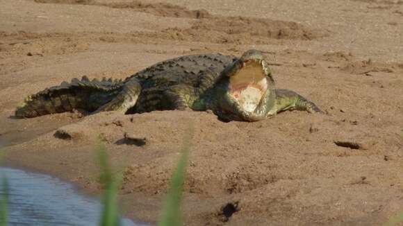 Image of Crocodylus