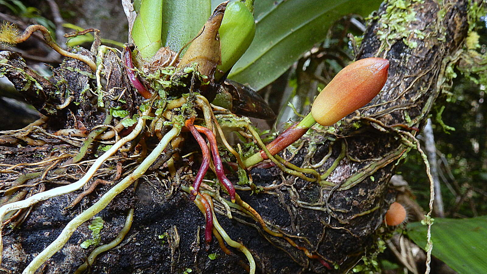 Image of Maxillaria rufescens Lindl.