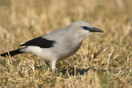 Imagem de Zavattariornis Moltoni 1938