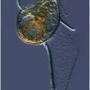 Image of Histioneis elongata
