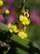 Image de Trichocentrum pumilum (Lindl.) M. W. Chase & N. H. Williams