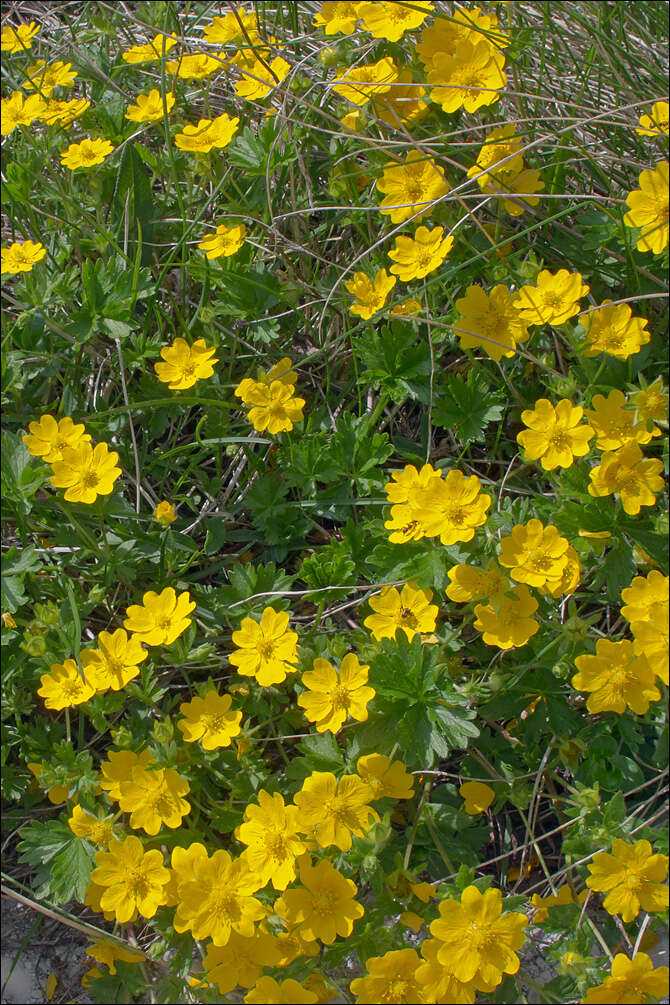 Image of Potentilla aurea L.