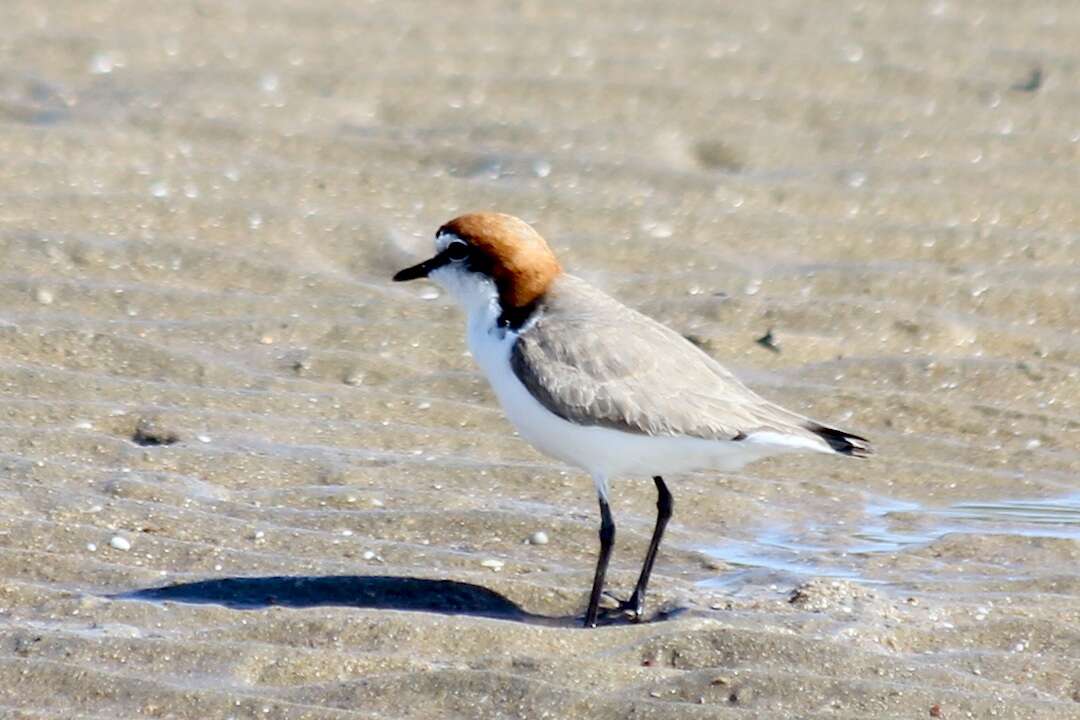 Image de Pluvier à tête rousse