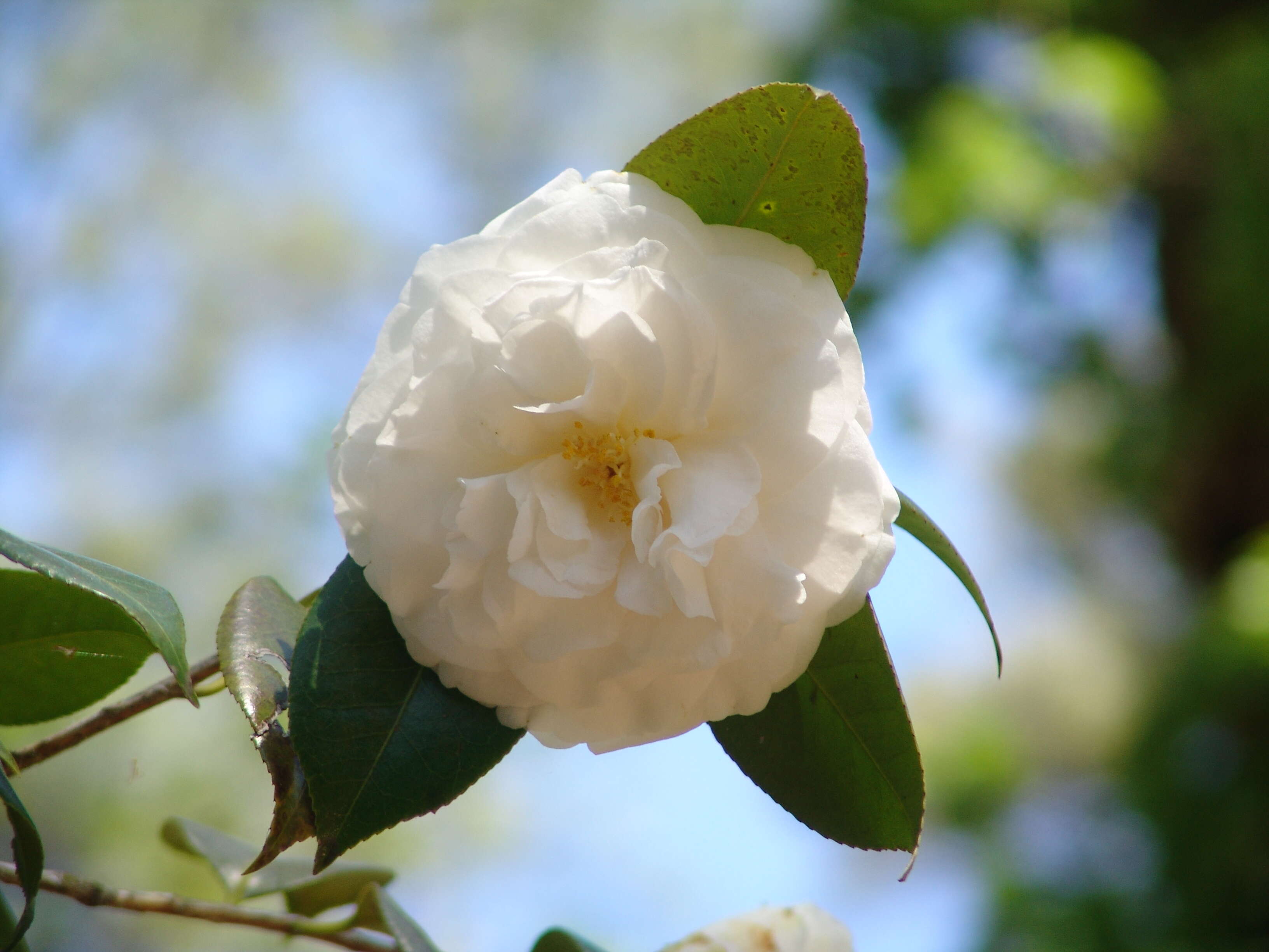 Слика од Camellia japonica L.