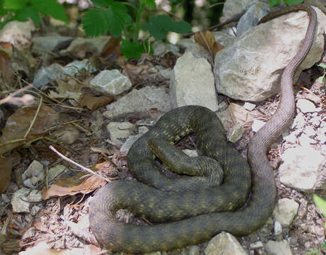 Image of Dice Snake