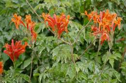 Image of Cape honeysuckle