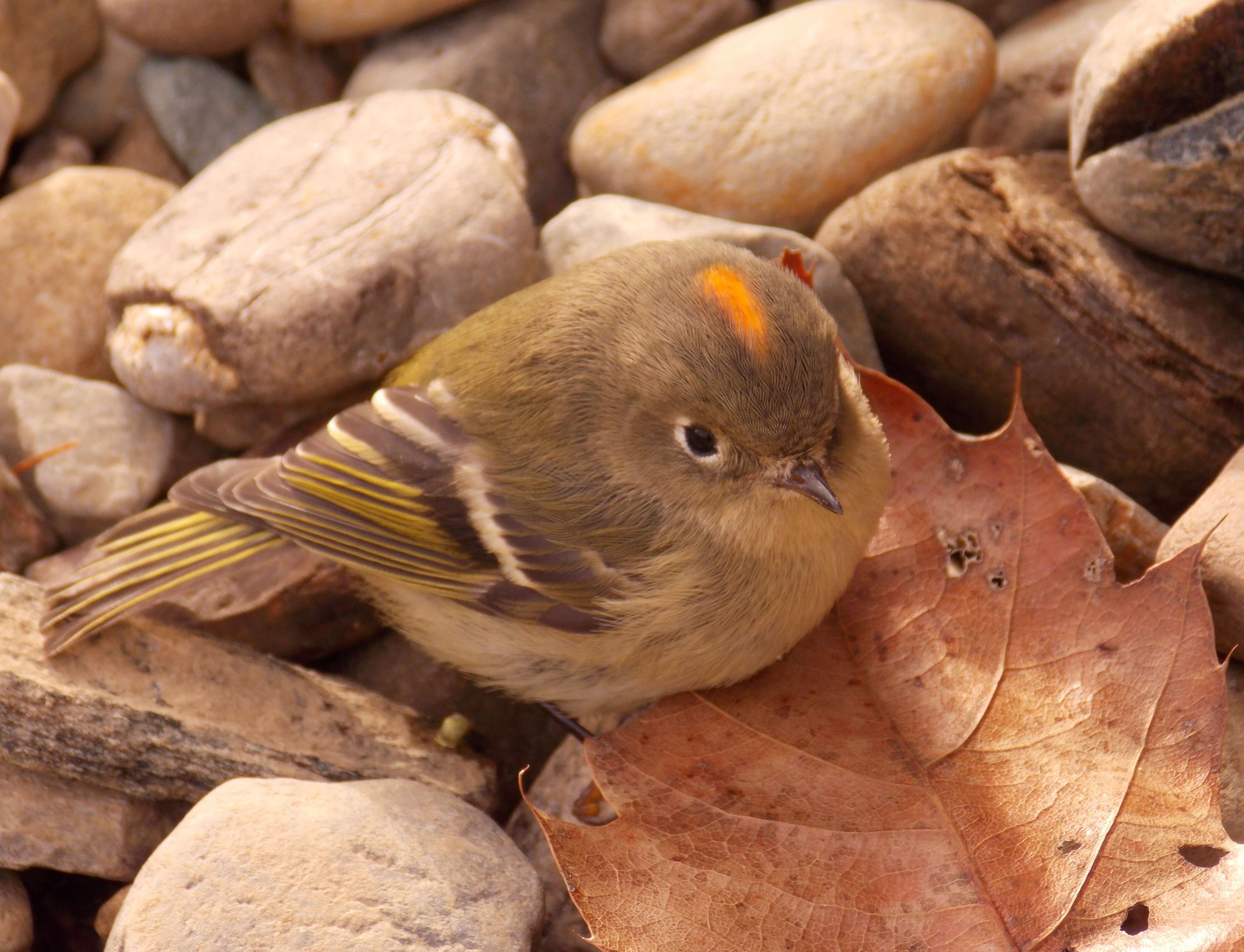 Image of goldcrests and kinglets