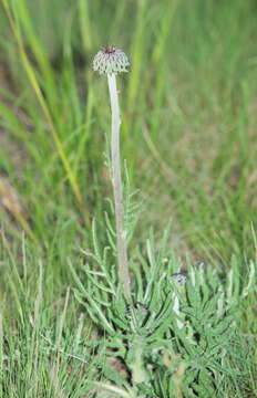 Image of Jurinea mollis (L.) Rchb.