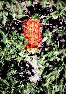 Image of heath-leaf banksia