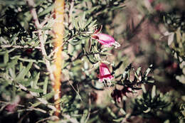 Image of Eremophila latrobei subsp. glabra (L. S. Smith) R. J. Chinnock