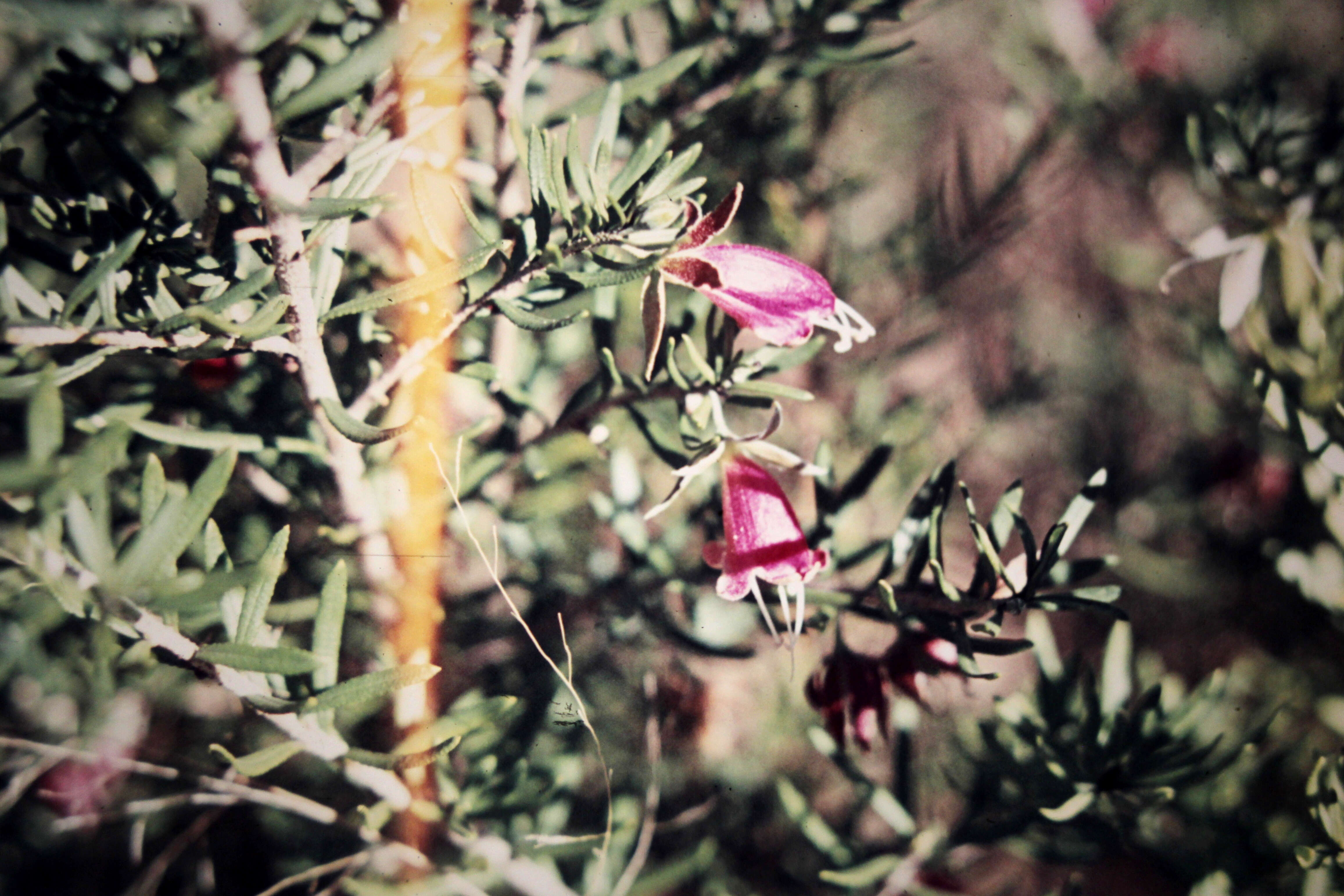 Image of Eremophila latrobei subsp. glabra (L. S. Smith) R. J. Chinnock