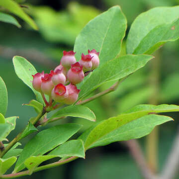 Image of blueberry