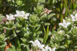 Image of Asperula pusilla Hook. fil.