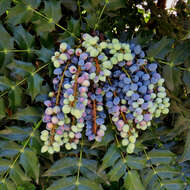 Image of Hollyleaved barberry