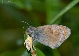 Image of Ringlets