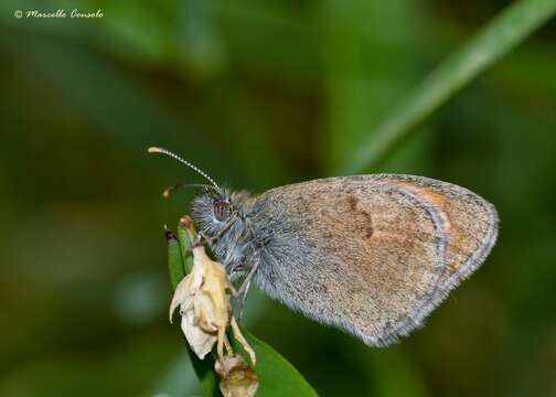 Image of small heath