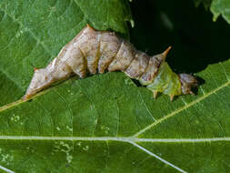Image of Morning-glory Prominent