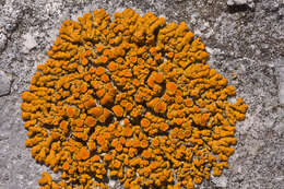 Image de Xanthoria