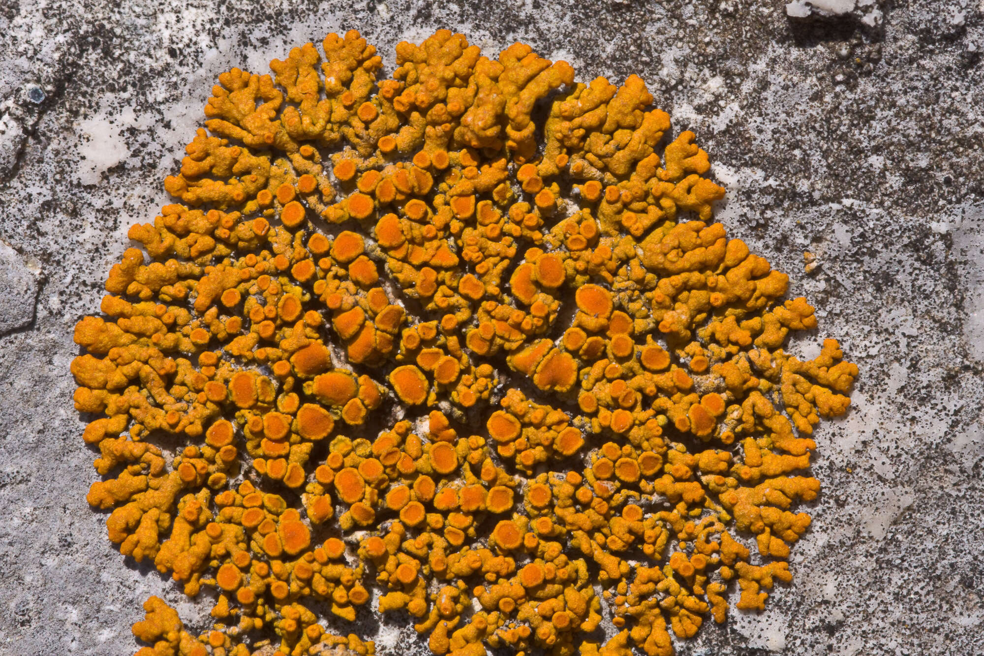 Image of orange wall lichen