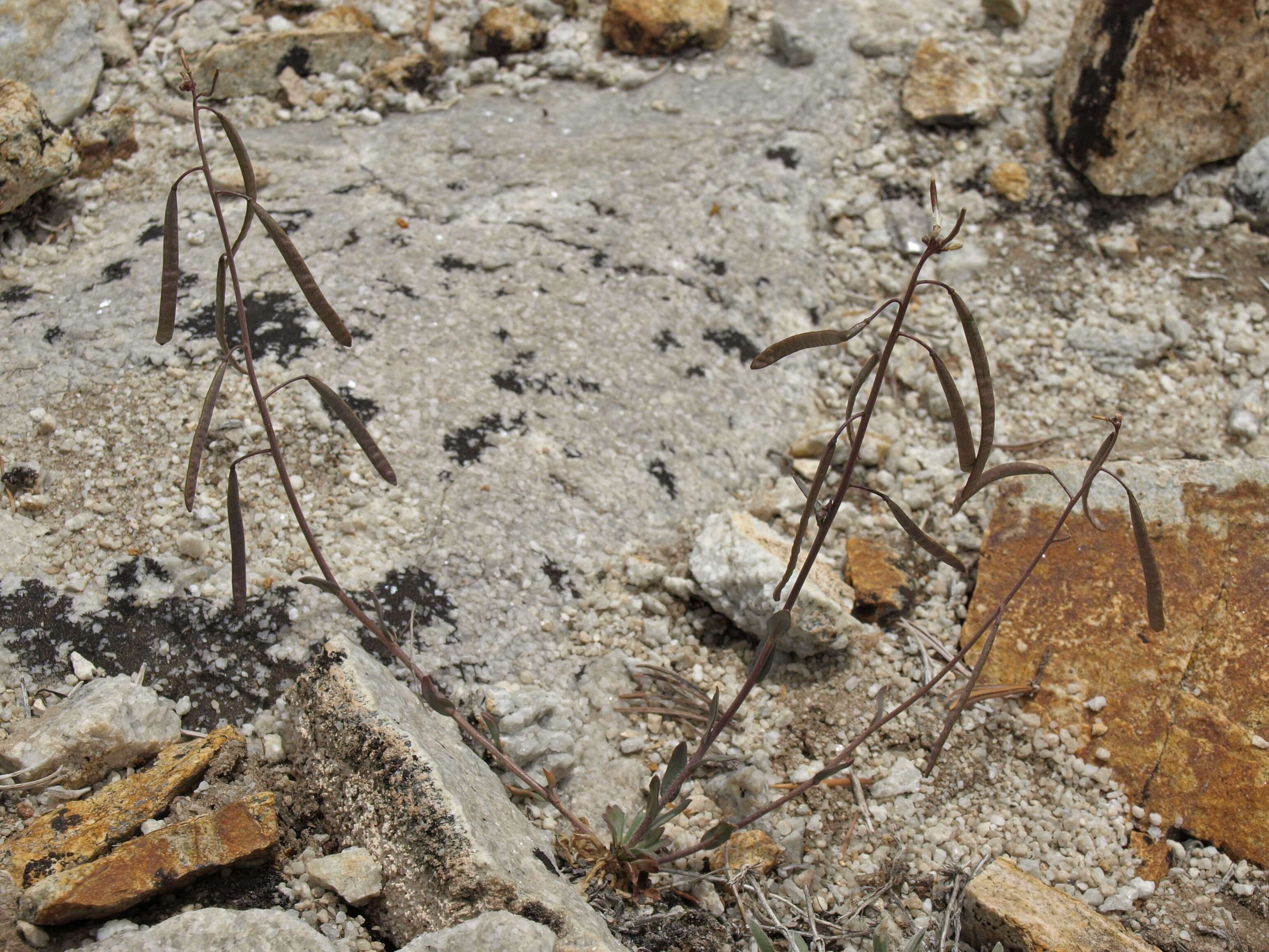 Image of rabbit ear rockcress