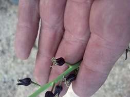 Image of hairy wild cabbage