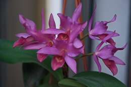 Guarianthe laelioides (Lem.) Van den Berg的圖片