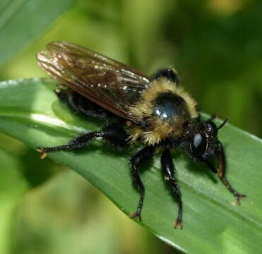 Image of Laphria thoracica Fabricius 1805