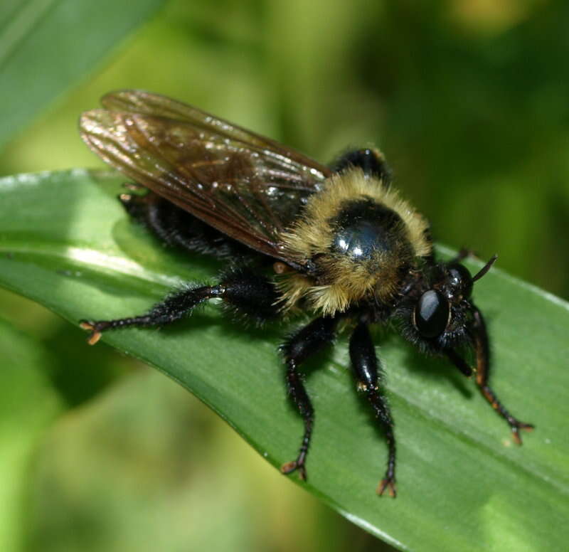 Image of Laphria thoracica Fabricius 1805