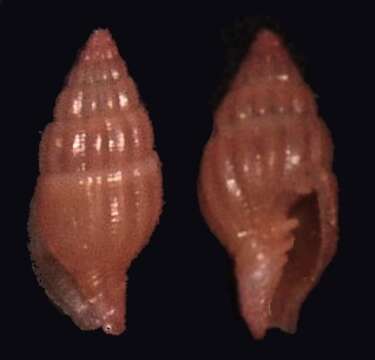 Image of Turbinelloidea Rafinesque 1815