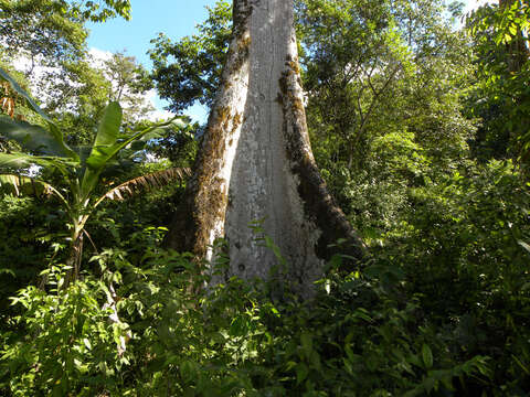 Image of kapoktree