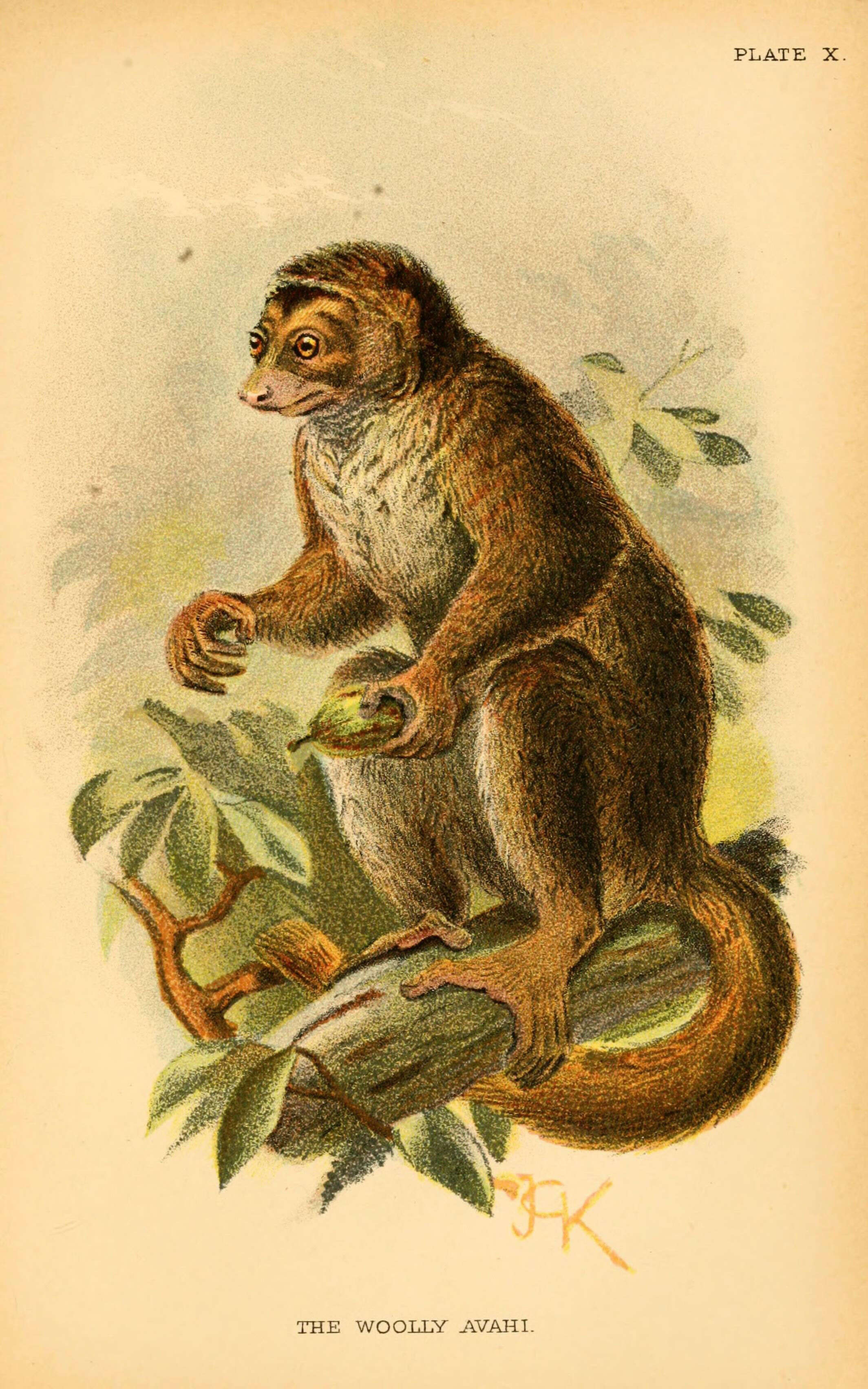 Image of Woolly Lemur