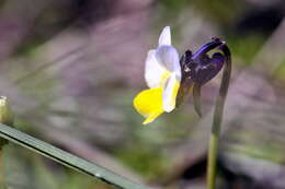 Image of Dwarf Pansy