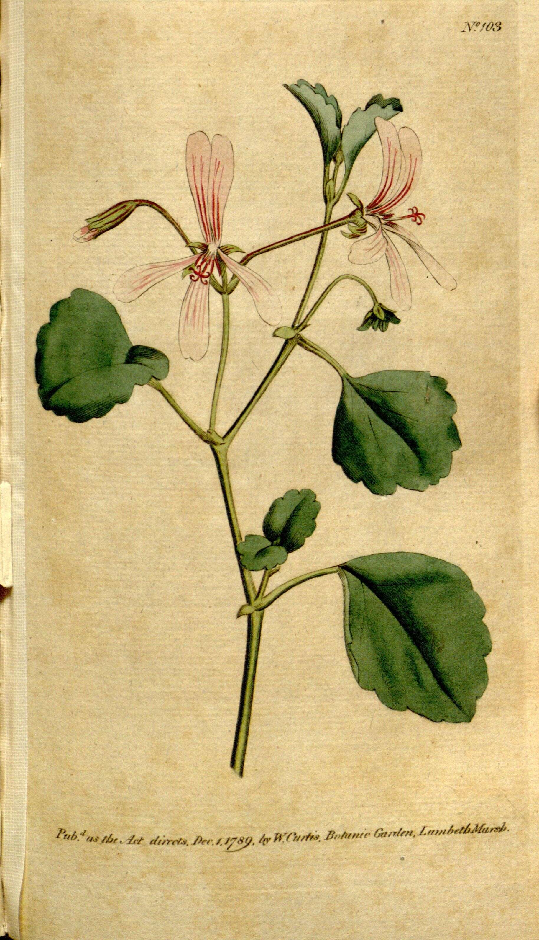 Image of Pelargonium acetosum (L.) L'Herit ex Soland.