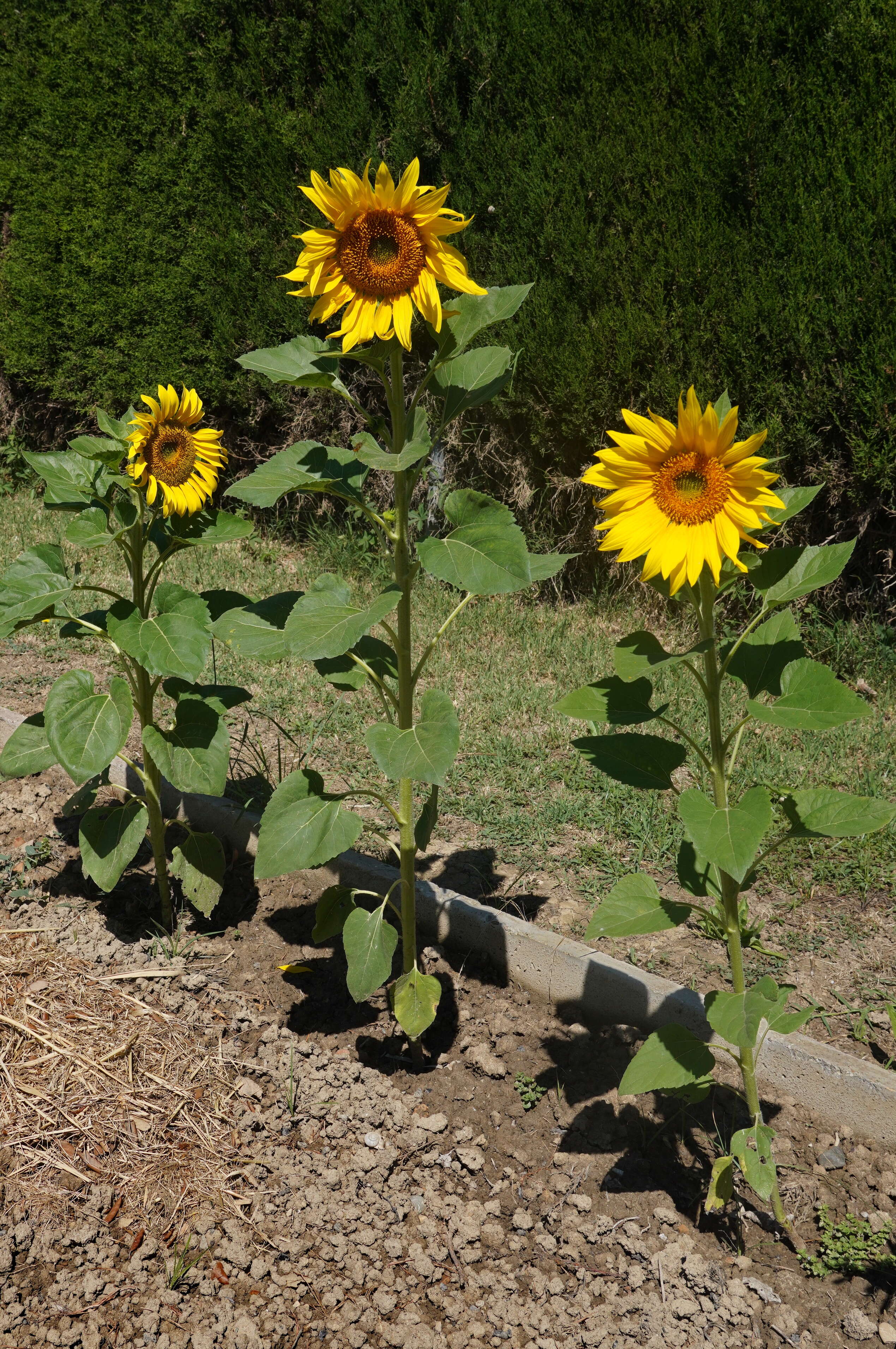 Image of sunflowers