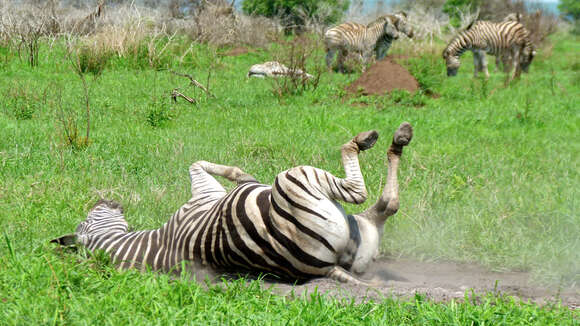 Image of Burchell's Zebra