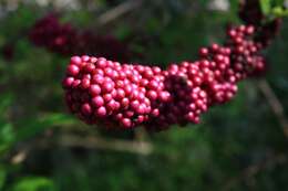 Image of American beautyberry