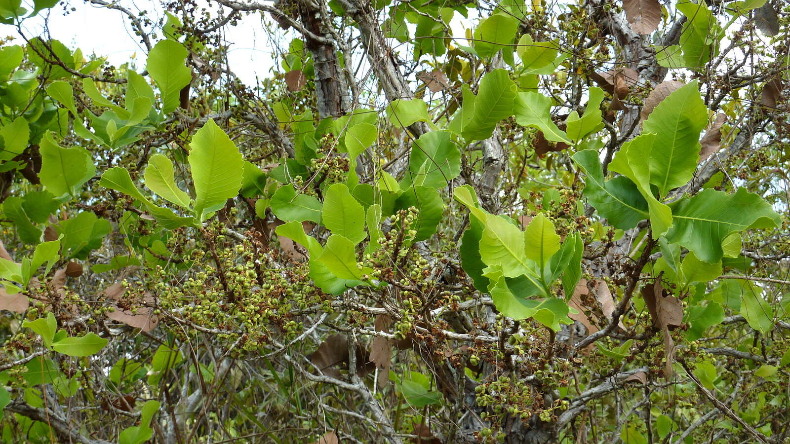 Image of Curatella americana L.