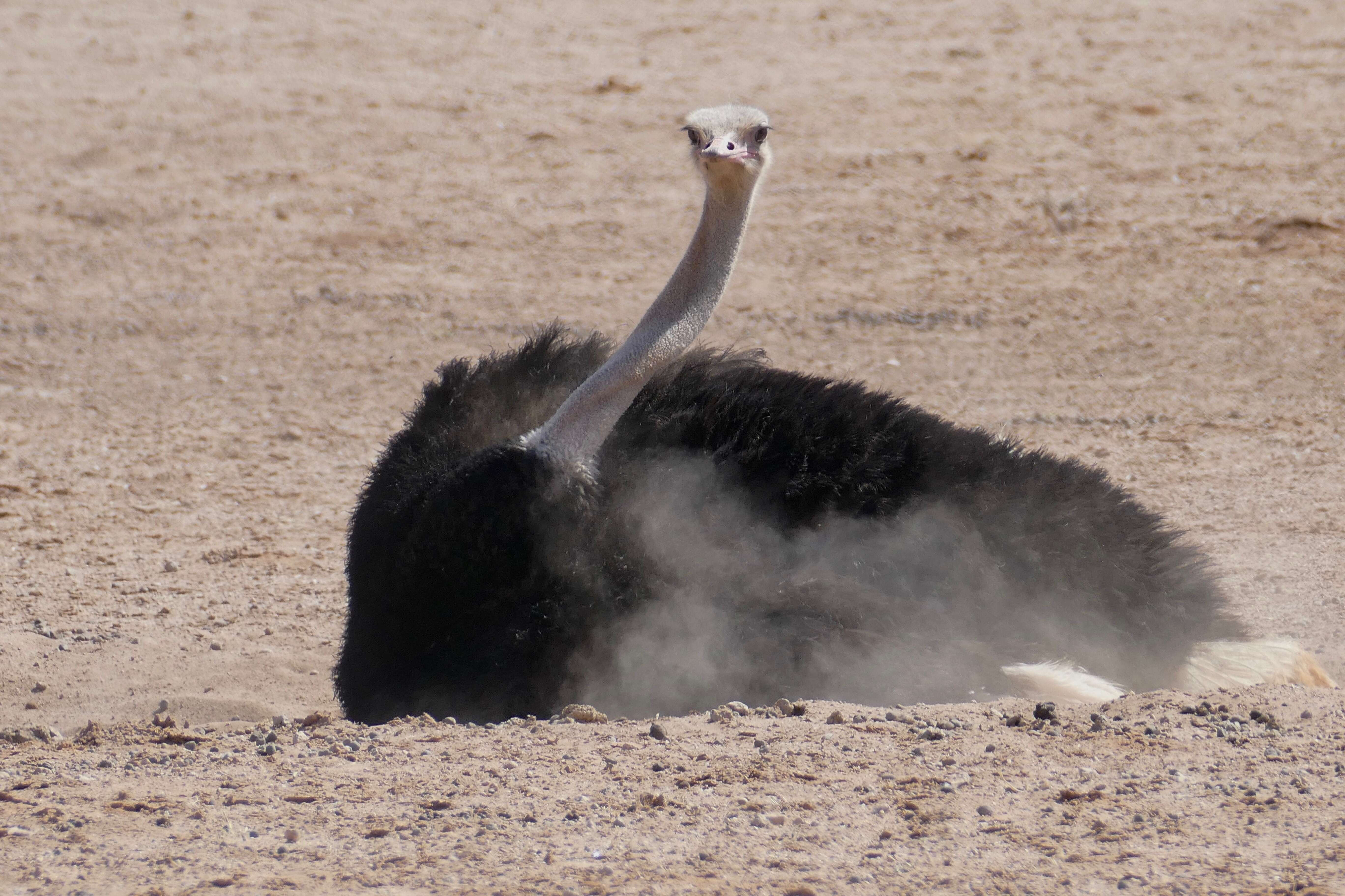 Image of South African Ostrich